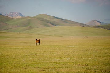 Horses are running and eating in grassland at the lakeside of Song Kul Lake, Kyrgyzstan
