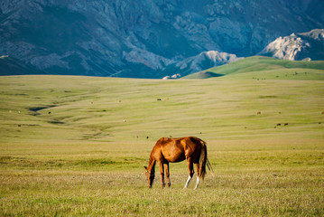 Obraz premium The horse is eating grass with a beautiful landscape at Song Kul Lake grassland in the summertime, Song Kul Lake, Kyrgyzstan 