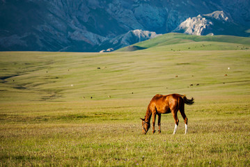 The horse is eating grass with a beautiful landscape at Song Kul Lake grassland in the summertime, Song Kul Lake, Kyrgyzstan 