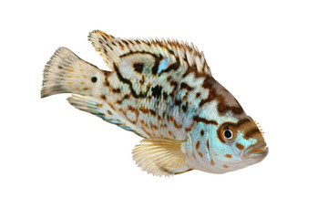 Electric blue jack dempsey cichlid aquarium fish	 Nandopsis Octofasciatum 