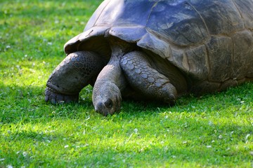 Fototapeta premium Elephant or Galapagos tortoise