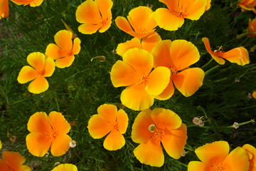 California poppy (Eschscholzia californica) flower captured from above. It is native to grassy and open areas from sea level to 2,000m (6,500 feet). Yellow and orange color flower