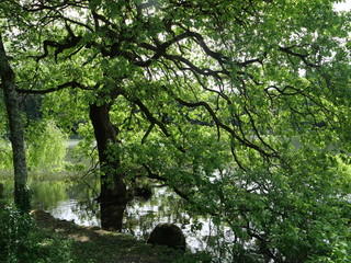 Fresh green trees reflected on the lake