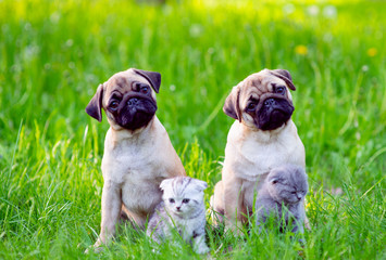 Two Pug puppies and two Scot kittens sit next to the green grass in the summer in the park