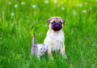 Puppy pug  and striped kitten Scot sitting next to the green grass in the summer in the park