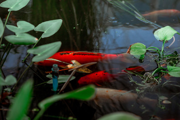 The blurred abstract background of a group of fish swimming in the water, while looking for food or waiting to receive the food pellets that people bring during the day.
