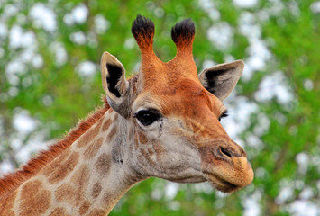 Hlane Royal National Park, Swaziland,Giraffe