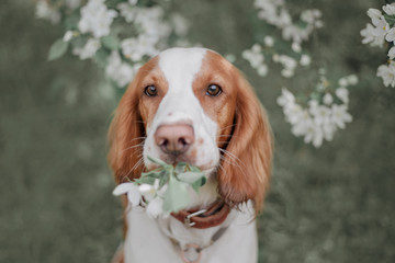 portrait of a russian spaniel puppy with flowera