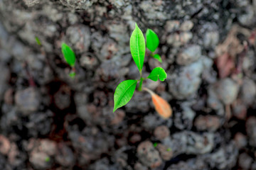 Close-up view of the various plants planted in the park,for the beauty of the spectators,fresh and comfortable,while resting during the day