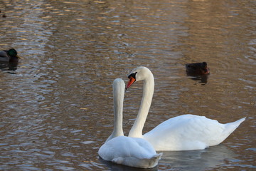 Two mute swans looking at each other while another bird watches in the background.