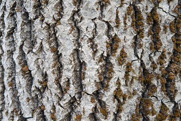 Background from the bark of an old aspen