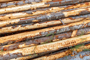 Forest pine trees that were recently logged and stacked by loggers