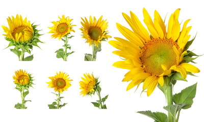 Beautiful sunflowers on white background