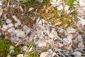 Poisonous snake in natural nature creeps on the ground in dried leaves