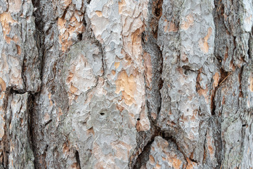 Background from the bark of an old pine