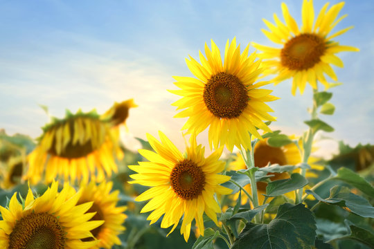 Beautiful sunflower field on summer day © Pixel-Shot