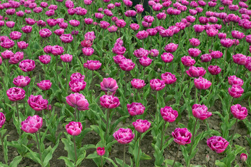 Fototapeta premium Field of violet, lilac bright multi-leaf varietal tulips in a botanical garden or city park.