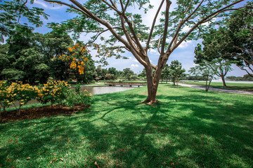 Close-up view of the various plants planted in the park,for the beauty of the spectators,fresh and comfortable,while resting during the day