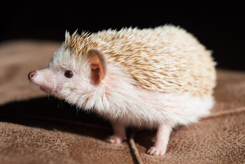 hedgehog at home on sofa