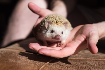 hedgehog on hands at home