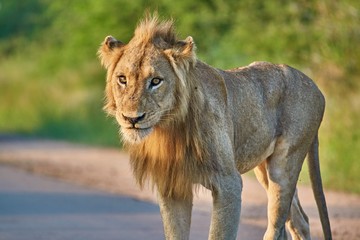 Male Lion on the road