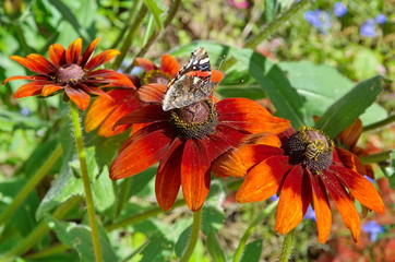 Blooming rudbeckia and the Admiral butterfly (Lat. Vanessa atalanta)
