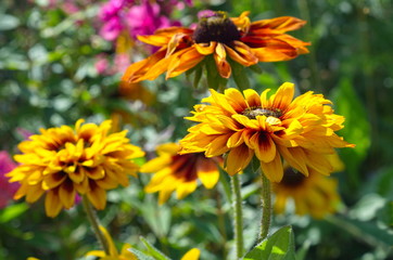 Fototapeta premium Terry rudbeckia in the garden close-up