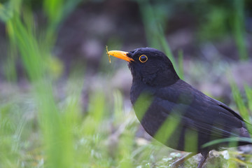 blackbird