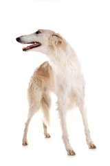 borzoi in studio