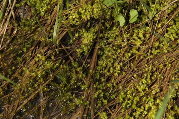 moss on the ground