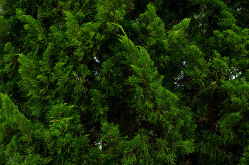 Obraz premium Pine tree twig closeup background,Nice fir branches green pine