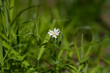 A small white flower among the may spring greenery. Moscow region. Russia.
