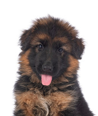 puppy german shepherd