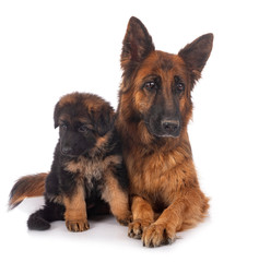 puppy german shepherd and adult