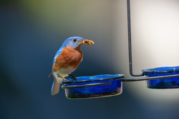 Male Eastern Bluebird
