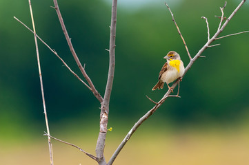 Female Dickcissel