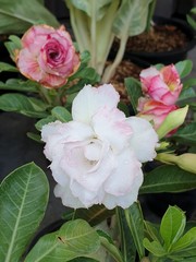 pink roses in a garden