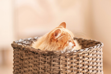 Cute funny cat in wicker basket at home