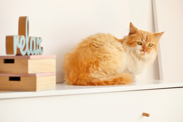 Cute funny cat at home