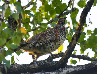 Male hazel grouse (Tetrastes bonasia) walks high on the birch branch in leafy forest