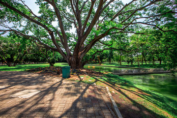 natural background of the green atmosphere in the park,with many beautifully decorated trees,plants for the public to come and relax with the family during the holidays