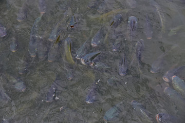 Look after tilapia in the farm.