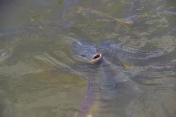 Look after tilapia in the farm.