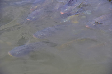 Look after tilapia in the farm.