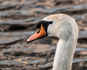 łabędź © Henryk Olszewski