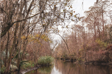 view of the trees from the water