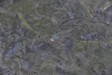 Look after tilapia in the farm.