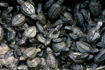 Little turtles, baby turtles, small turtles 
