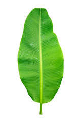 banana leaf isolated on white background