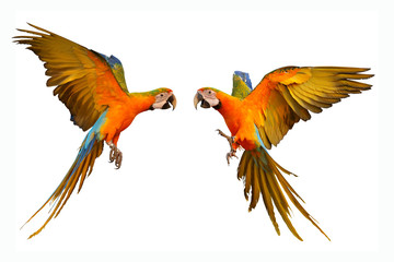 Colorful flying macaw parrot isolated on white © Passakorn
